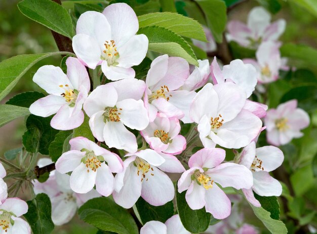 Rama de flor de primavera de un manzano floreciente en el fondo del jardín