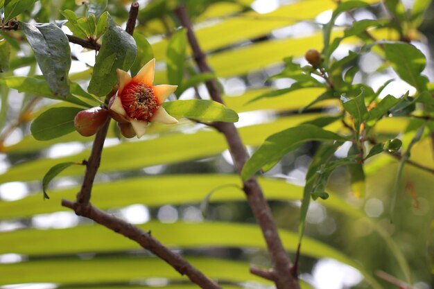 Una rama con una flor roja que está en un árbol.