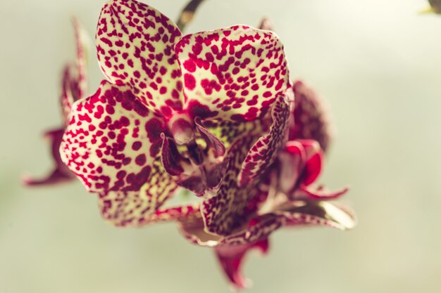 Rama de flor rosa orquídea de cerca