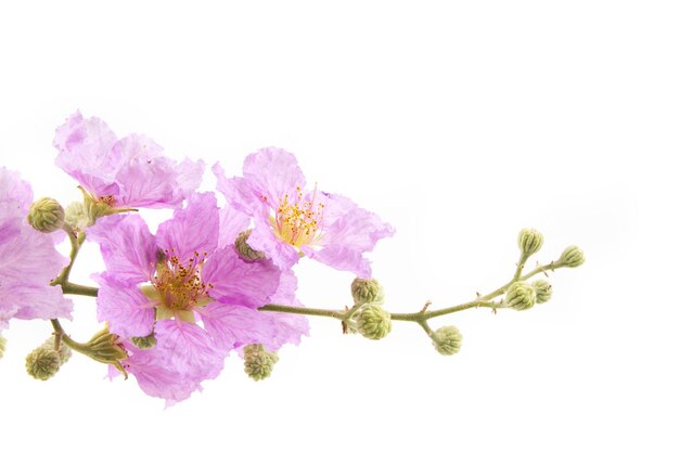 Foto rama de flor de sakura rosa salvaje aislado fondo blanco.