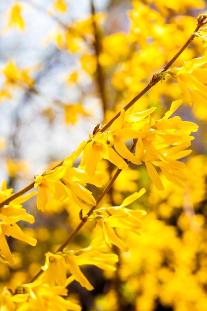 Rama de floración Forsythia closeup