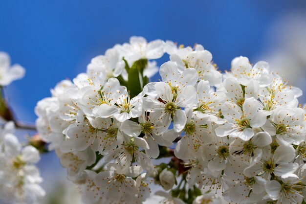 Una rama de la floración de la primavera contra los fondos del cielo azul.