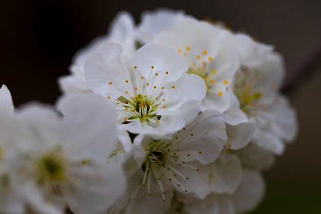 Una rama de la floración de la primavera contra los fondos del cielo azul.