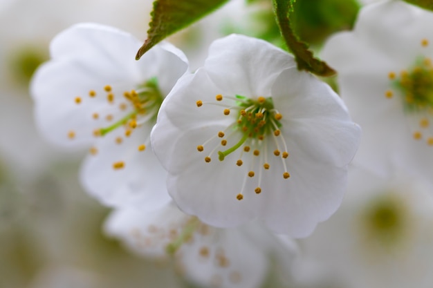 Una rama de la floración de la primavera contra los fondos del cielo azul.