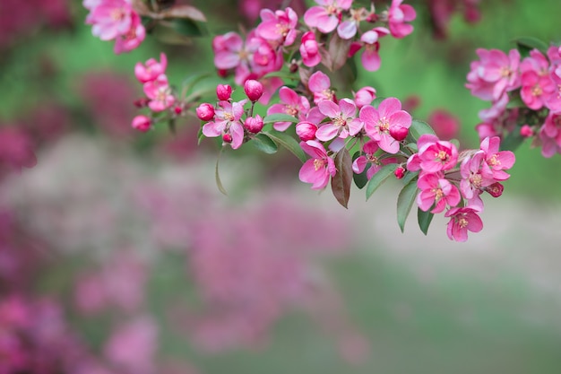 Rama de floración rosa. Floración de primavera.