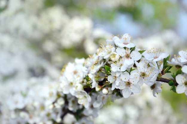 Rama floreciente de albaricoquero. Floración temprana de los árboles en abril.