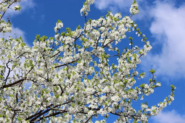 rama del floreciente árbol de ciruela en el fondo del cielo azul