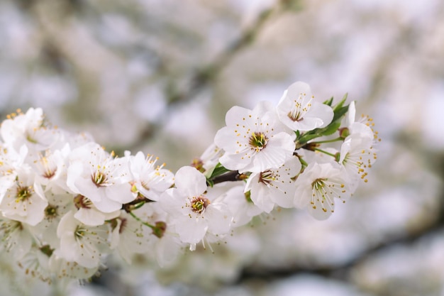 Rama floreciente de árbol frutal en enfoque selectivo de primavera