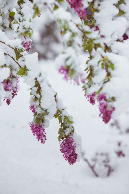 Rama del floreciente árbol de sakura bajo la nieve