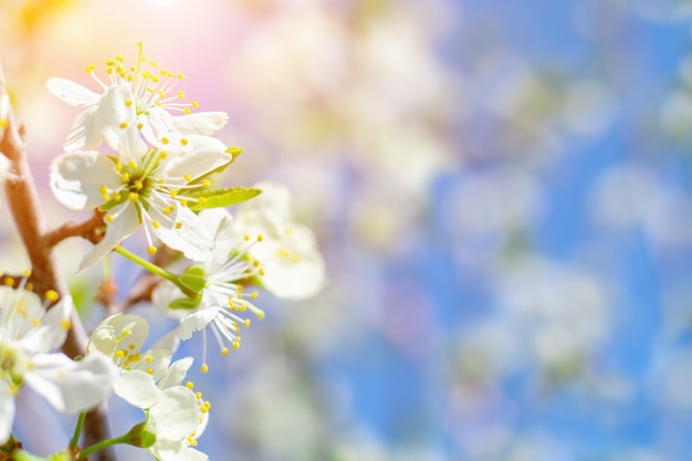 Foto rama floreciente de un cerezo, naturaleza, floración de principios de primavera, cabeza de flores delicadas y cielo con luz solar. primavera.