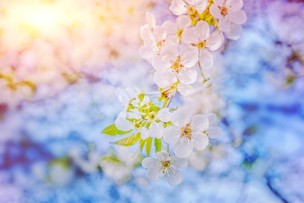 Rama floreciente de cerezo sobre fondo soleado borroso