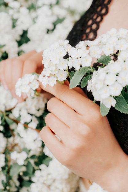 Rama floreciente con flores blancas en manos femeninas