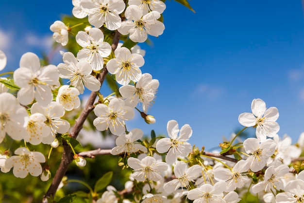 Rama floreciente con flores de cerezo en primavera