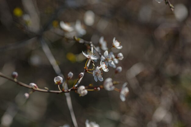 Rama floreciente con flores de ciruela cereza. Árbol floreciente. idea y concepto de primavera, despertar y salud.