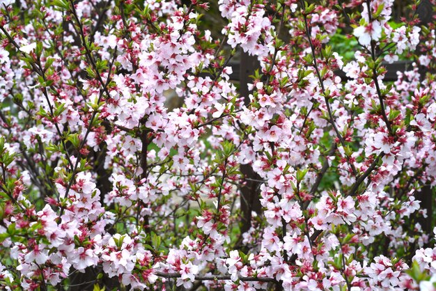 Rama floreciente de fondo de cerezo Primavera en el Lejano Oriente