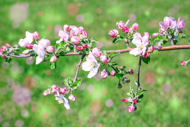 Rama floreciente de un manzano contra el fondo de hierba verde con bokeh multicolor. Papel pintado de primavera.