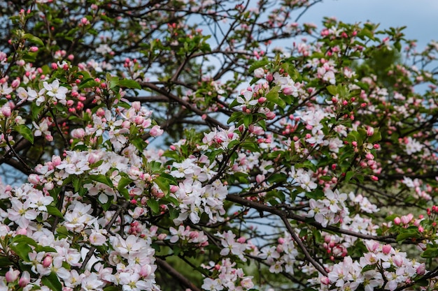 Rama floreciente del manzano con flores blancas en el jardín. Flores de fotografía sobre fondo de verano borroso