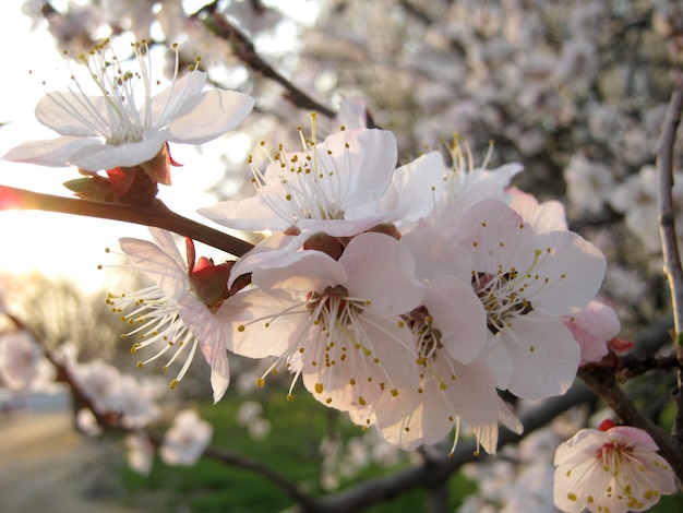 Rama floreciente un montón de flores blancas de cerca