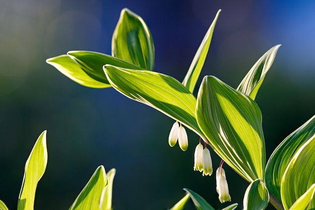 Rama floreciente Polygonatum multiflora en el jardín.