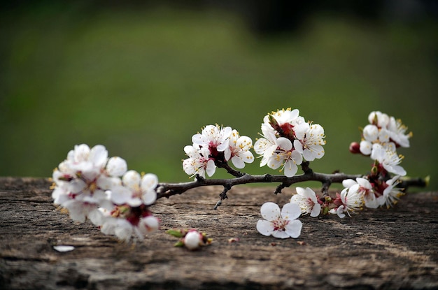 La rama floreciente de la primavera de albaricoque se encuentra en las viejas tablas