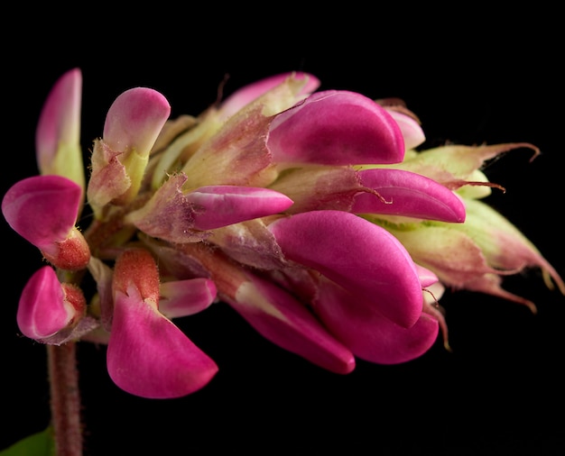 Rama floreciente Robinia neomexicana con inflorescencia rosa