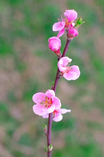 Rama floreciente de sakura sobre un fondo verde enfoque selectivo Flores de primavera