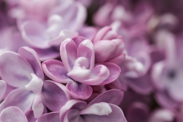 Rama floreciente de terry lila púrpura en primavera