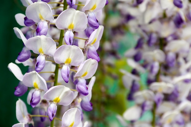 Rama floreciente de wistaria en el jardín de primavera