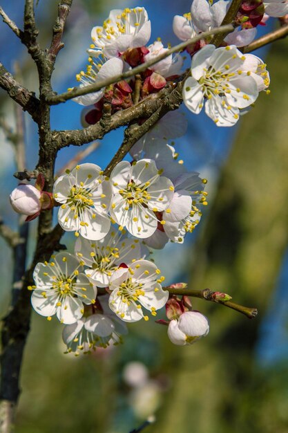 Rama de flores de albaricoque de árbol frutal