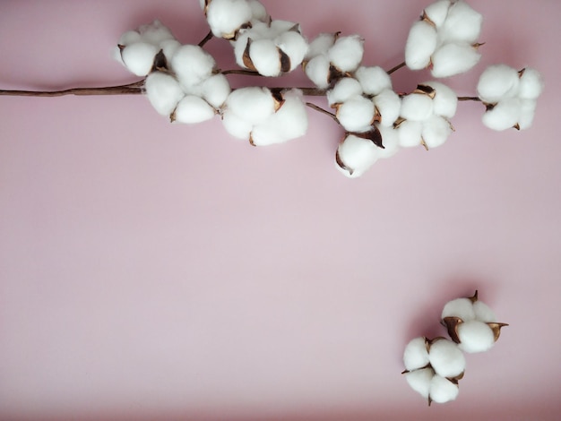 Rama de flores de algodón con flores de algodón en el fondo rosa