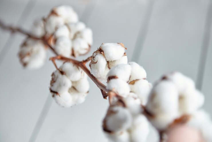 Una rama de flores de algodón suave está acostada sobre una mesa de madera blanca