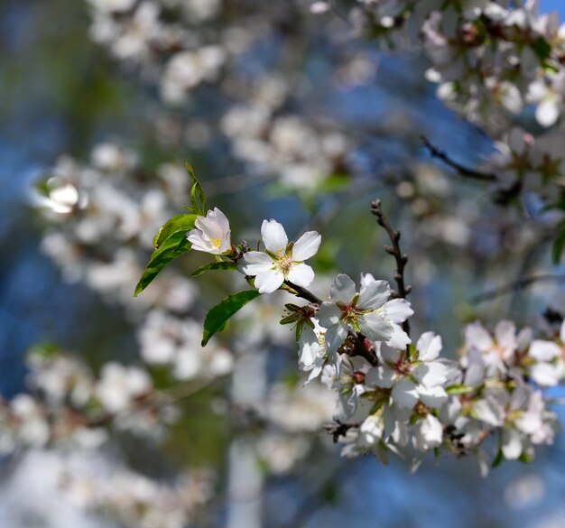 Rama con flores de almendro blanco, día soleado de primavera