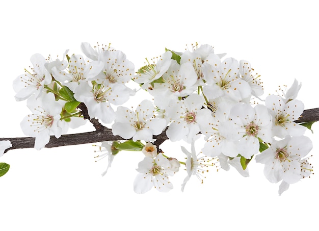 Rama de flores de Apple aislado sobre un fondo blanco.