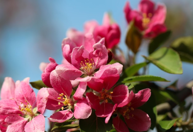 la rama de las flores de los árboles frutales está en plena floración con un enfoque selectivo en un fondo borroso