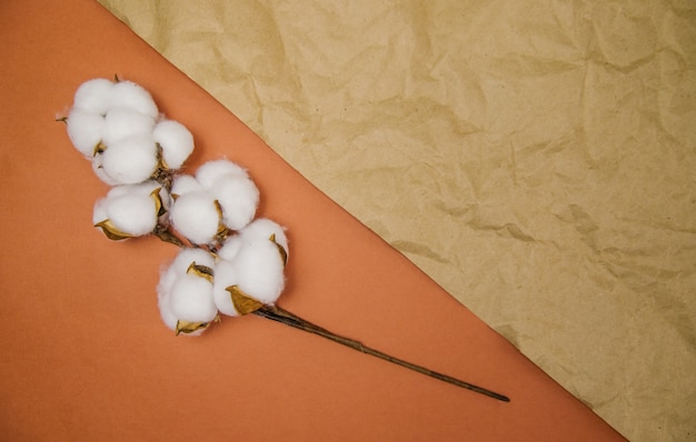 Una rama con flores blancas de algodón esponjoso se encuentra sobre un fondo arrugado beige.Fibra orgánica natural.