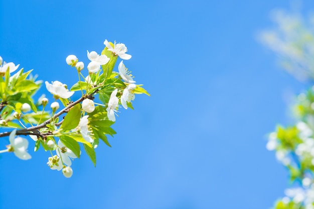 Rama con flores blancas en un cerezo en flor, fondo suave de hojas verdes de primavera y cielo azul