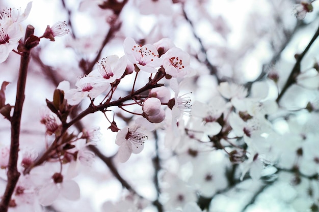 Rama con flores blancas y hojas verdes frescasFlor fragante fresca de primaveraFlor de sakura