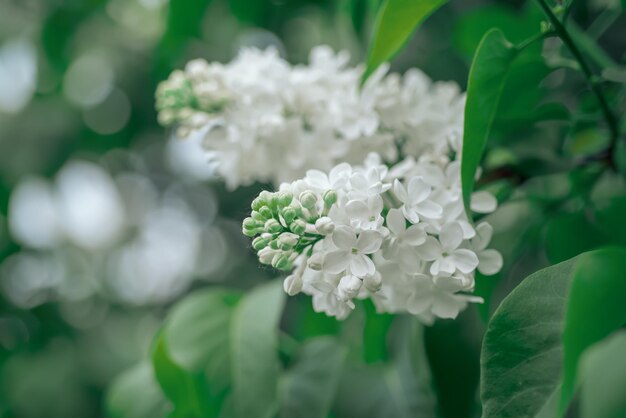 Rama de flores blancas lilas con hojas verdes fondo hipster estacional natural floral