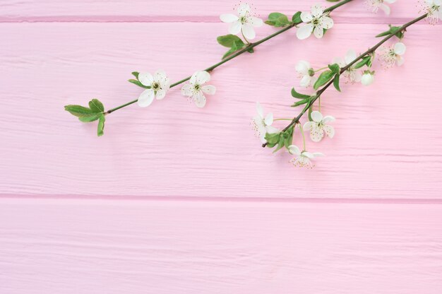 Rama de flores de cerezo blanco sobre fondo de madera rosa con lugar para el texto.