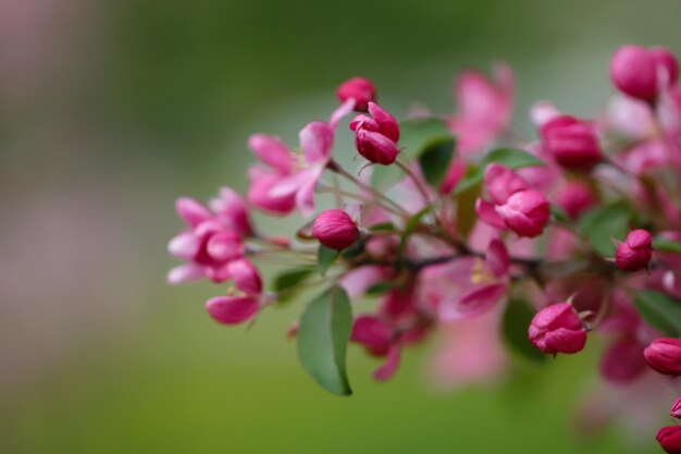 la rama de flores de cerezo y capullos sobre un fondo verde borroso con enfoque selectivo