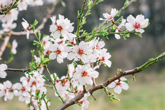 Una rama de flores de cerezo con flores rosas.