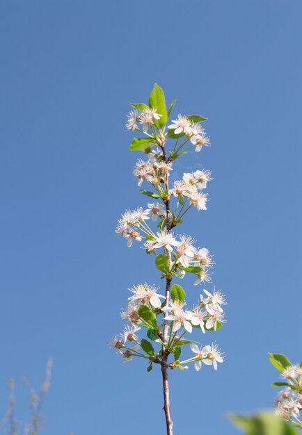 Rama de las flores de cerezo en fondo del cielo azul