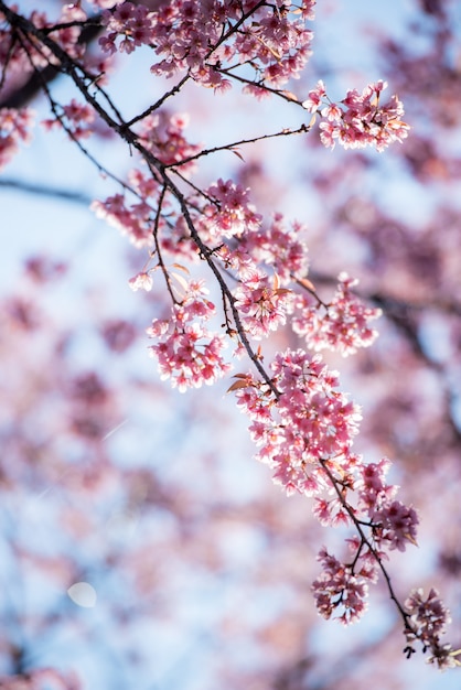 Foto rama de flores de cerezo en medio de la montaña en primavera hermosa.