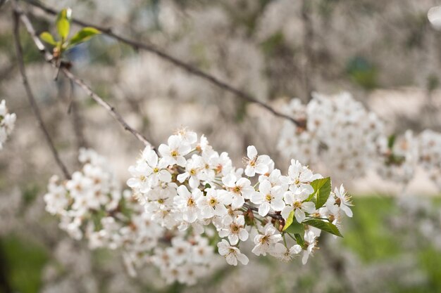 Una rama de flores de cerezo en un soleado día de primavera 4014