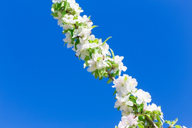 Rama con flores contra el cielo azul