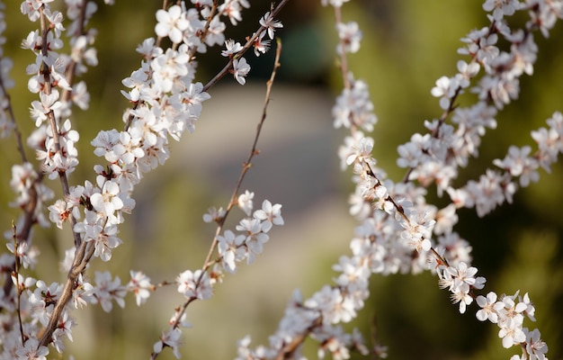 Una rama de flores de durazno con flores rosas en primavera