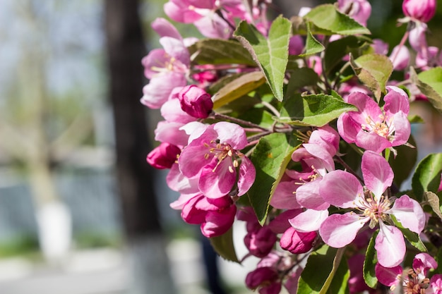 rama de flores de durazno en primavera