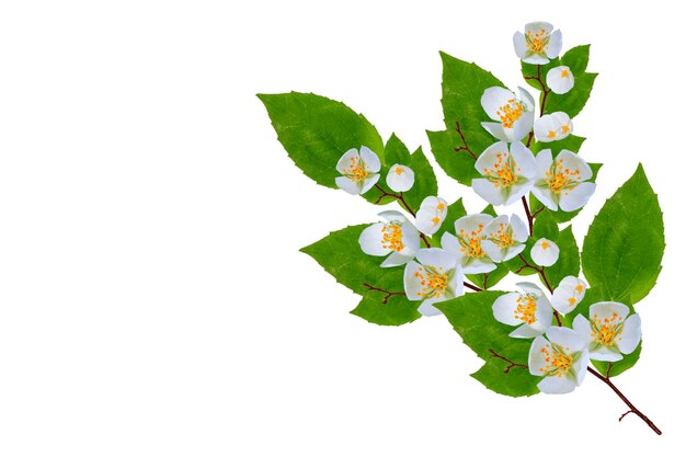 rama de flores de jazmín aisladas sobre un fondo blanco hermosa planta con flores