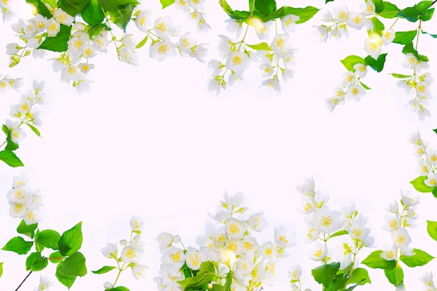 rama de flores de jazmín aisladas sobre un fondo blanco