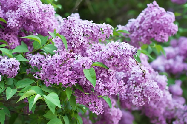 Rama de flores lilas con fondo floral de hojas